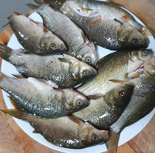 Zenit 酒店 Satovcha